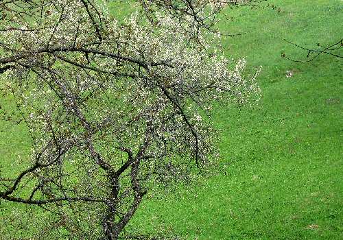 strada delle Penise o Moschina Bassa