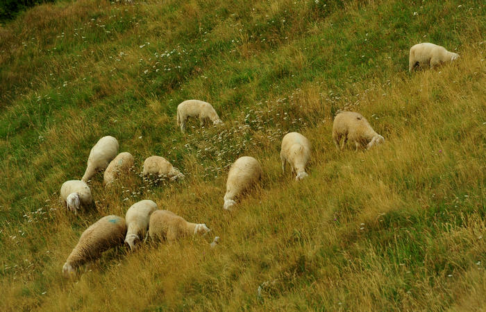 escursione dorsale CimaGrappa-Solaroli / Croce dei Lebi Col dell'Orso Salarolo Valderoa Fontanasecca Val delle Mure Cason del Sole Pian di Bala Val Vecia