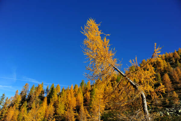 val Viosa, Palon Cavallara, Sternozzena, Orena Tolv&agrave;