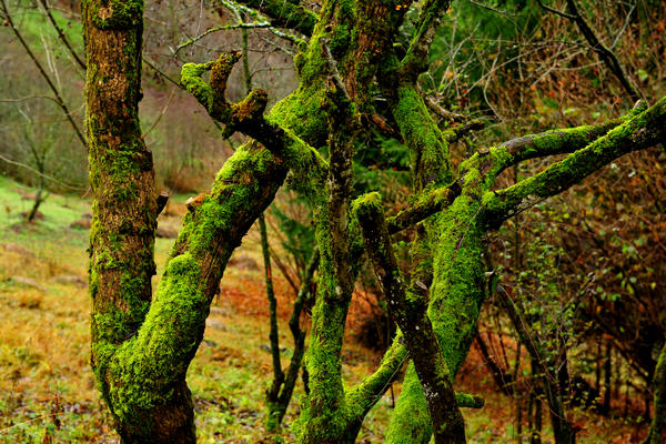 escursione alla Chiesetta di San Silvestro dal passo Gobbera sul monte Totoga