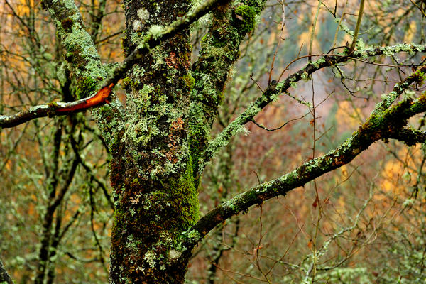 escursione alla Chiesetta di San Silvestro dal passo Gobbera sul monte Totoga