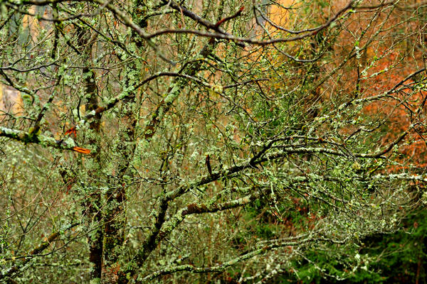 escursione alla Chiesetta di San Silvestro dal passo Gobbera sul monte Totoga