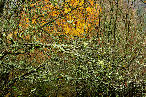 escursione alla Chiesetta di San Silvestro dal passo Gobbera sul monte Totoga