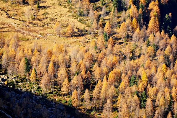 Col Margherita, catena Lusia Bocche, passo Valles, Falcade