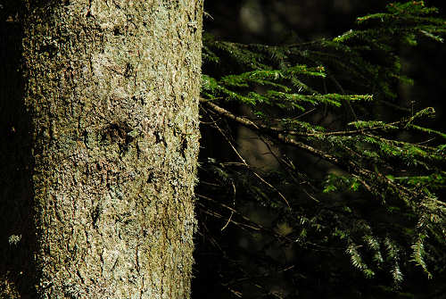 Picosta, Celado di Castel Tesino, Arina di Lamon