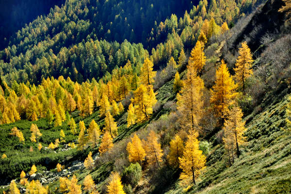 val Viosa, Palon Cavallara, Sternozzena, Orena Tolvà