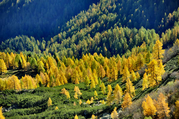val Viosa, Palon Cavallara, Sternozzena, Orena Tolvà