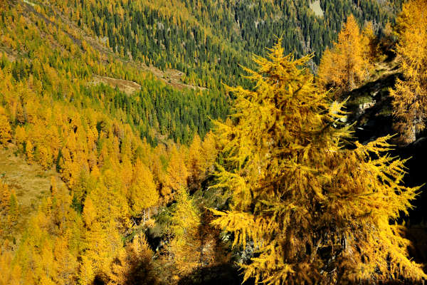 val Viosa, Palon Cavallara, Sternozzena, Orena Tolvà