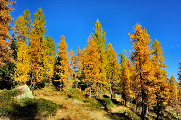 val Viosa, Palon Cavallara, Sternozzena, Orena Tolvà