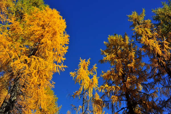 val Viosa, Palon Cavallara, Sternozzena, Orena Tolvà