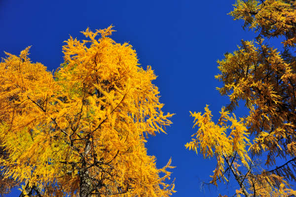val Viosa, Palon Cavallara, Sternozzena, Orena Tolvà