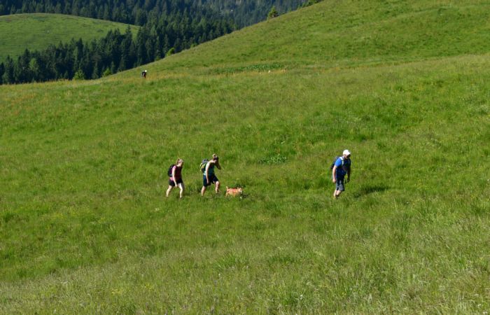 Lagorai, passo Brocon, Sentiero dei Fiori al Col del Boia