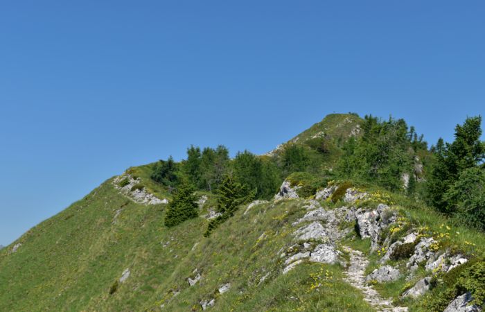 Lagorai, passo Brocon, Sentiero dei Fiori al Col del Boia