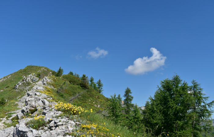 Lagorai, passo Brocon, Sentiero dei Fiori al Col del Boia
