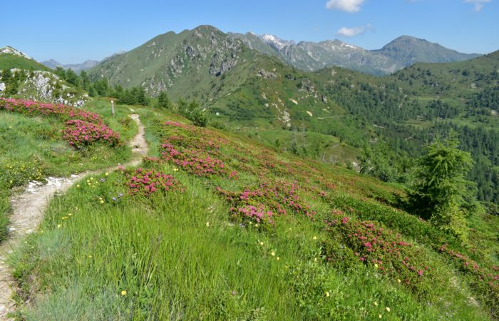 Lagorai, passo Brocon, Sentiero dei Fiori al Col del Boia