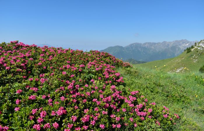 Lagorai, passo Brocon, Sentiero dei Fiori al Col del Boia