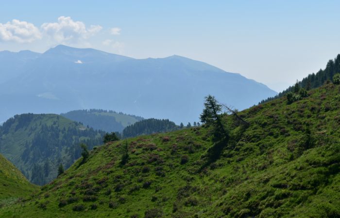 Lagorai, passo Brocon, Sentiero dei Fiori al Col del Boia