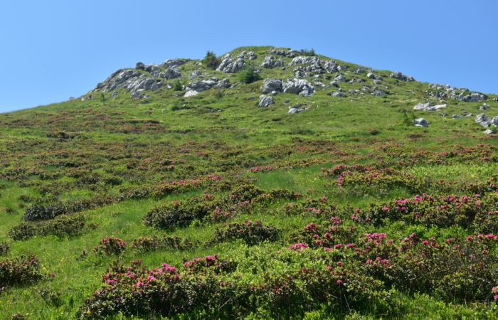 Lagorai, passo Brocon, Sentiero dei Fiori al Col del Boia