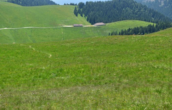 Lagorai, passo Brocon, Sentiero dei Fiori al Col del Boia