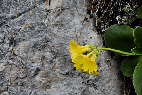 Trodo dei Fiori, sentiero botanico al passo Brocon, Castello Tesino