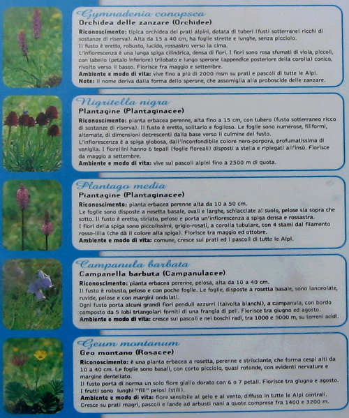 Trodo dei Fiori, sentiero botanico al passo Brocon, Castello Tesino