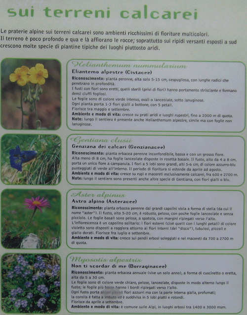 Trodo dei Fiori, sentiero botanico al passo Brocon, Castello Tesino