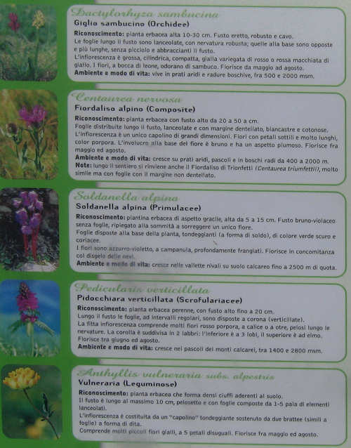 Trodo dei Fiori, sentiero botanico al passo Brocon, Castello Tesino