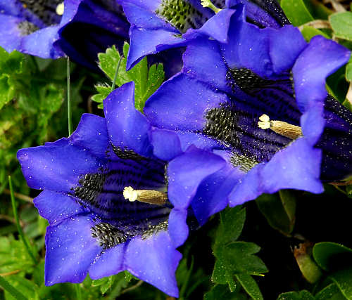 Trodo dei Fiori, sentiero botanico al passo Brocon, Castello Tesino