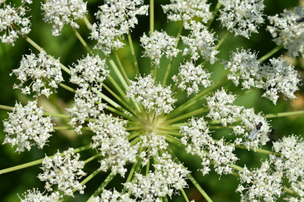 Trodo dei Fiori, sentiero botanico al passo Brocon, Castello Tesino