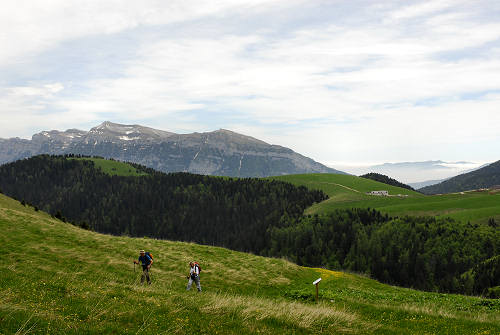 Sentiero botanico dei fiori al passo Brocon, Lagorai