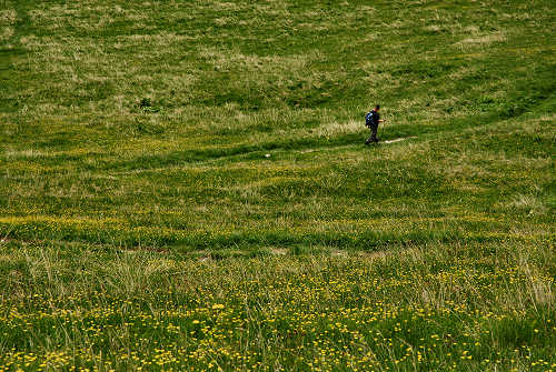 Sentiero botanico dei fiori al passo Brocon, Lagorai