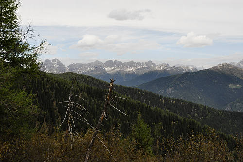 Sentiero botanico dei fiori al passo Brocon, Lagorai