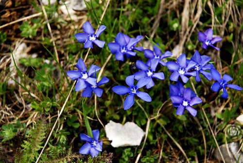 Sentiero botanico dei fiori al passo Brocon, Lagorai