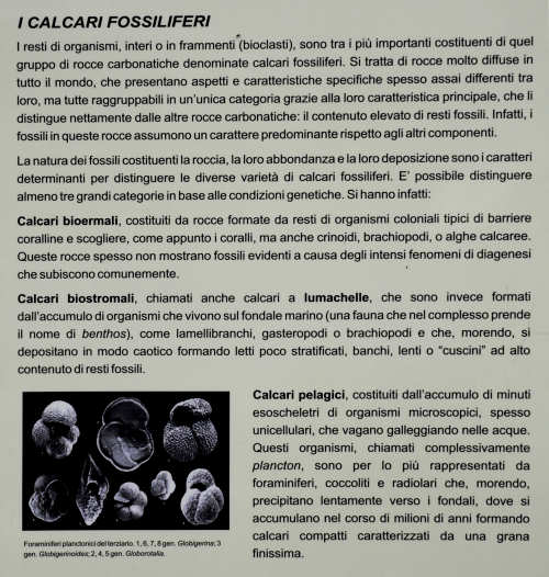 Monte Spilecco di Bolca