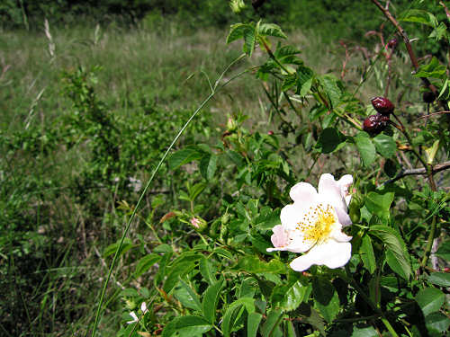 Sentiero Natura di Soave