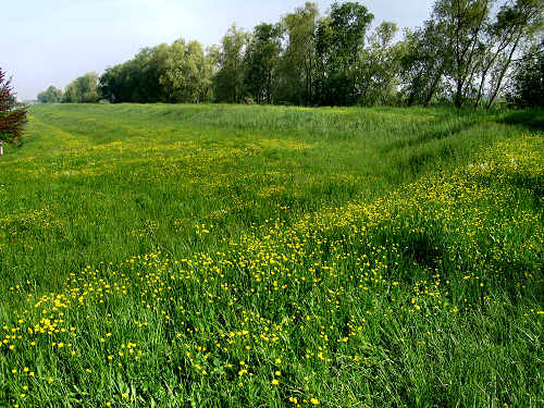 argine Roncajette del fiume Bacchiglione - da Padova a Bovolenta
