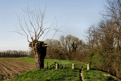 Limena lungo gli argini del fiume Brenta