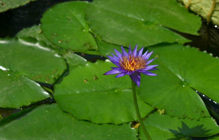 Orto Botanico di Padova giardino botanico universitario