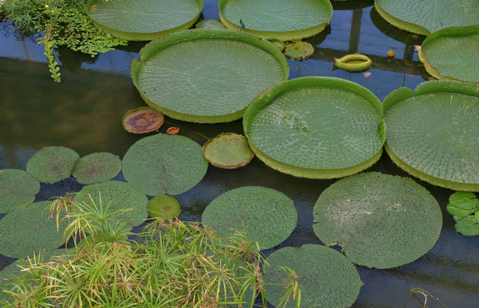 Orto Botanico di Padova giardino botanico universitario