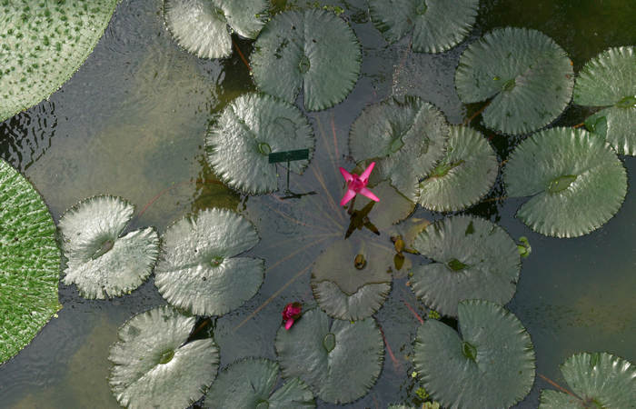 Orto Botanico di Padova giardino botanico universitario