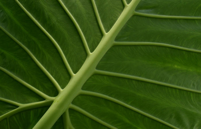 Orto Botanico di Padova giardino botanico universitario