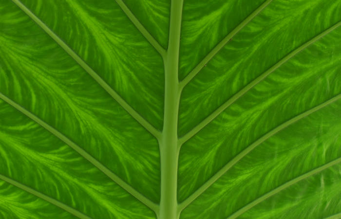 Orto Botanico di Padova giardino botanico universitario