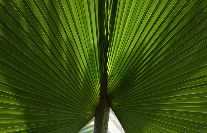 Orto Botanico di Padova giardino botanico universitario