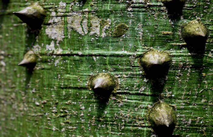 Orto Botanico di Padova giardino botanico universitario