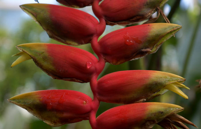 Orto Botanico di Padova giardino botanico universitario