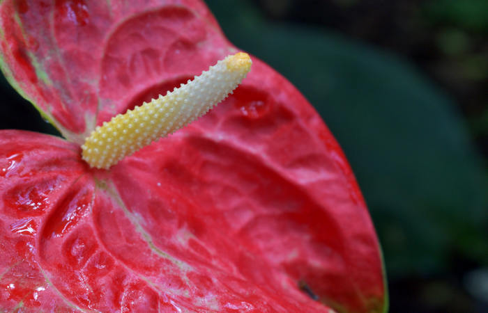 Orto Botanico di Padova giardino botanico universitario