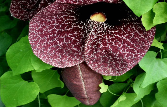 Orto Botanico di Padova giardino botanico universitario