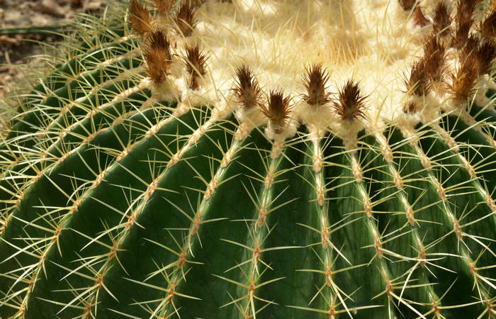 Orto Botanico di Padova giardino botanico universitario