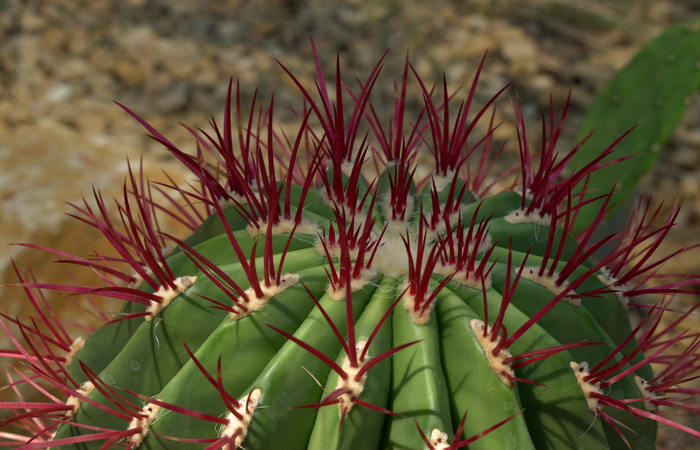 Orto Botanico di Padova giardino botanico universitario