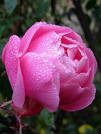 Orto Botanico Padova